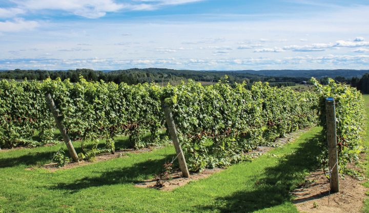 Vineyards at Torch Lake Cellars